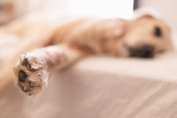 Charming light brown purebred dog resting on bed sheet with closed eyes and reached paw in bedroom in daylight