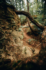 mysterious path trail with roots and fallen tree leading through the forest.
