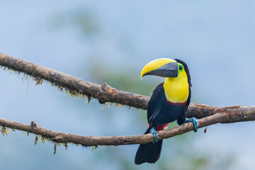 Beautiful toucan sitting on tree