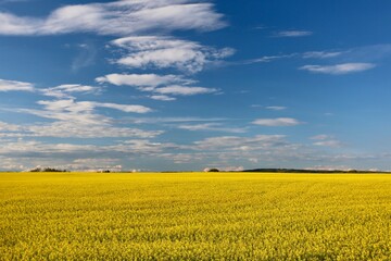 Fototapeta premium yellow field and blue sky