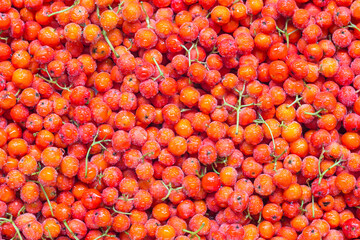 Dewy rowanberries with stalks top view. Full frame rowan berry fruits of rowan tree (sorbus aucuparia). Freshly picked edible wild fruits of mountain ash as background
