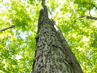 Un arbre embrassant le ciel, Québec ville, boisé de Marly