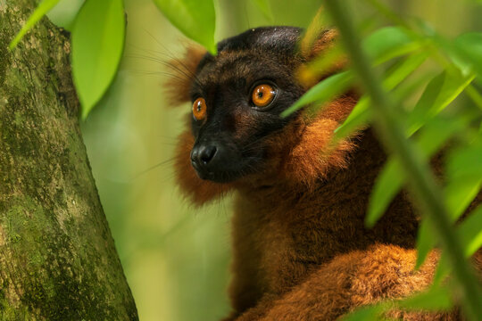 Nice lemur among the leaves of the tree