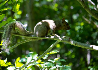 Un écureuil se préparant à la fuite 