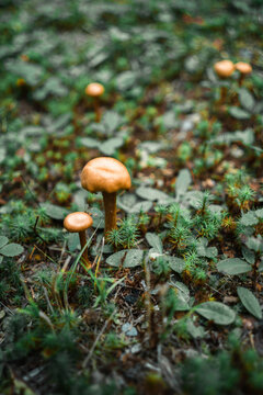 Single growing amanita mushroom with vivid orange cap in white dots among greenery in New Brunswick