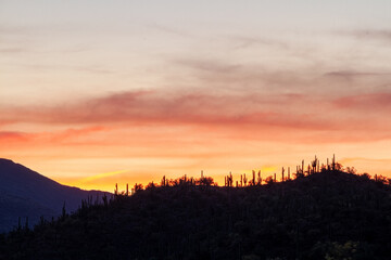 The warm glow of a setting sun the in Sonoran Desert of Arizona with saguaro cacti in the foreground and mountains in the distance.