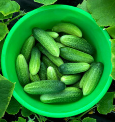 A fresh crop of cucumbers was collected in a green basin. A lot of freshly grown young cucumbers.