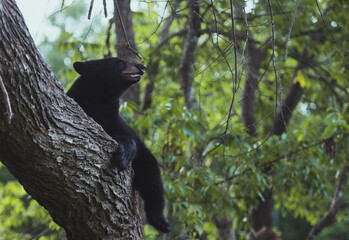 Black bear on tree