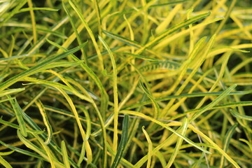 green grass background