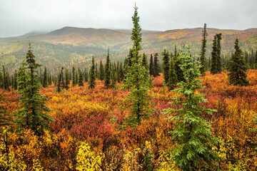 Autumn colored brush on the tundra in Denali National Park, Alaska