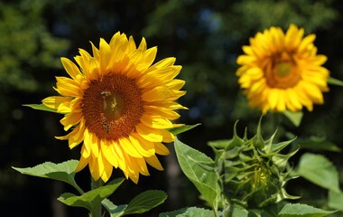 Fototapeta premium Sunflowers.