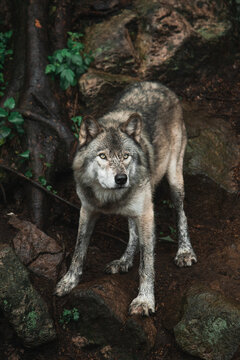 High angle of wolf with dirty fur standing on wet ground in forest