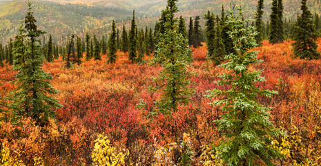 Autumn colored brush on the tundra in Denali National Park, Alaska
