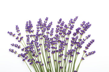 Lavender.