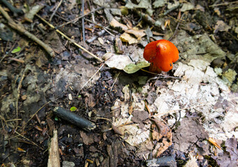 Un champignon solitaire dans le boisé de Marly, Québec ville
