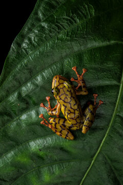 From above closeup of small frog on green leaf