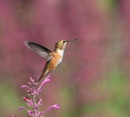 hummingbird in flight