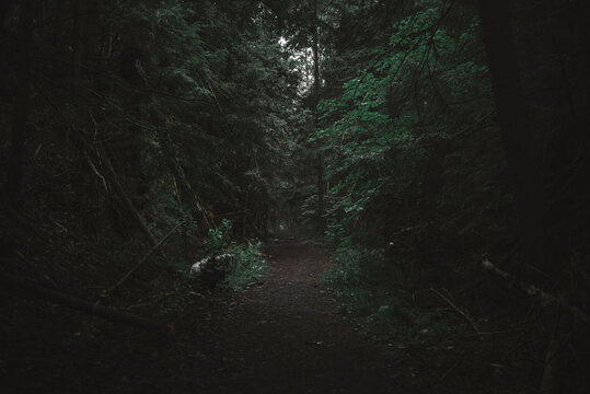 Gloomy forest landscape with old logs on narrow path leading among dense green trees growing in Algonquin Provincial Park in Canada