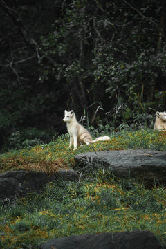 Pack of cute fluffy wolf cubs on green grass in woods in cloudy weather