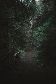 Gloomy forest landscape with old logs on narrow path leading among dense green trees growing in Algonquin Provincial Park in Canada