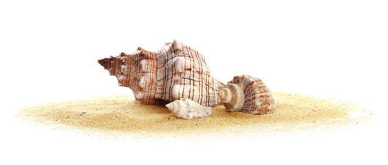 Beautiful exotic sea shells and sand on white background