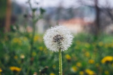 dandelion in the grass