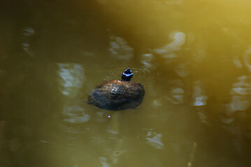 turtle in lake