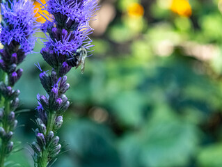 Une abeille profitant du beau temps en se posant sur une superbe lavande