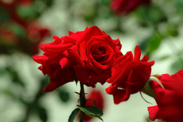 赤色のバラ