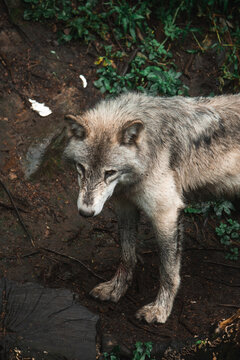 High angle of wolf with dirty fur standing on wet ground in forest