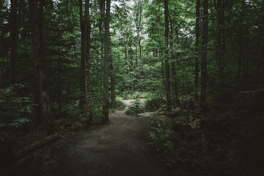 Natural landscape with narrow trail going through lush green bushes and tall trees in Algonquin Provincial Park in Canada