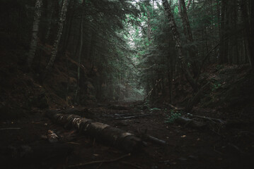 Gloomy forest landscape with old logs on narrow path leading among dense green trees growing in Algonquin Provincial Park in Canada