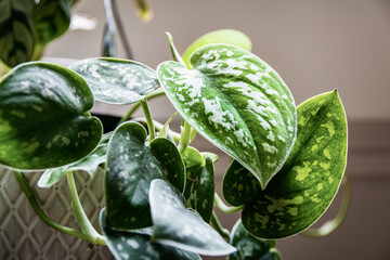 Satin pothos (scindapsus pictus) houseplant in a white pot on a window sill. Vines of an attractive houseplant with silvery blotches on the leaves.