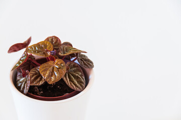 Peperomia caperata 