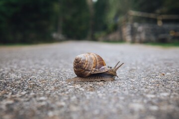 snail on the road