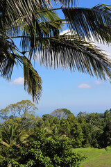 Obraz premium Plam tree and the view of jungles located in the northern mountains of Bali