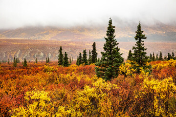 Autumn colored brush on the tundra in Denali National Park, Alaska