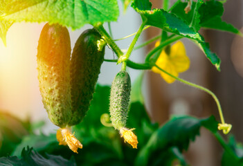 Cucumbers in greenhouse. Autumn vegetable harvest on organic farm.