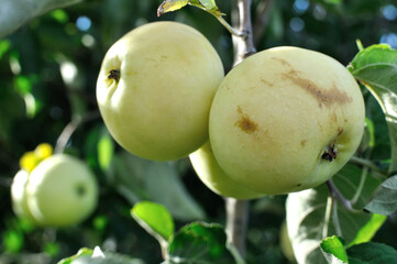 close-up of ripe green organic apples on apple tree branch