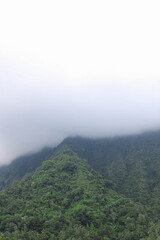 Jungles, tropical rainforest located in the northern mountains of Bali