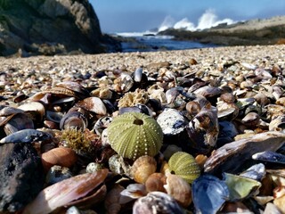 Obraz na płótnie Canvas sea shells on beach