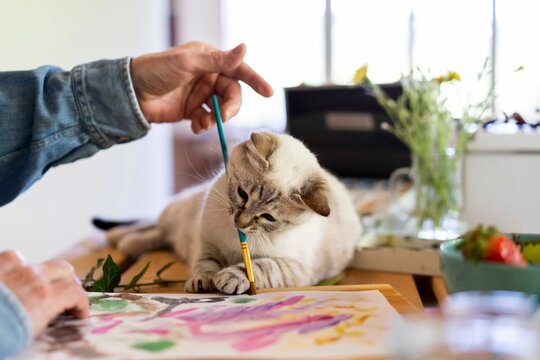 Cute cat holding paintbrush in mouth with senior man at home