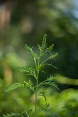 Ragweed bushes. Ambrosia artemisiifolia causing allergy summer and autumn. ambrosia is a dangerous weed. its pollen causes a strong allergy at the mouth during flowering.