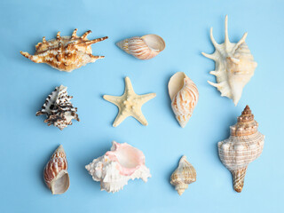 Different beautiful sea shells on light blue background, flat lay