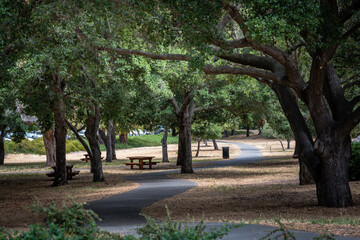 A lovely path snakes trees with picnic benches  in the summer