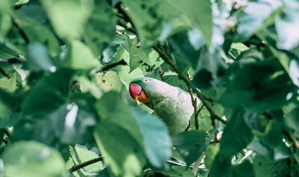 Portrait of rose-ringed parakeet (Psittacula krameri) perching on tree branch