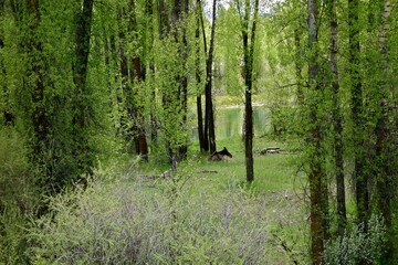 Fototapeta premium forest, tree, nature, trees, wood, landscape, pine, green, woods, summer, trunk, birch, grass, sun, leaf, autumn, leaves, park, woodland, foliage, season, natural, environment, animal, moose