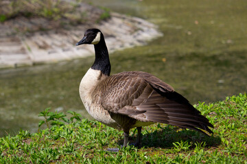 Wild goose standing on ground in the countryside