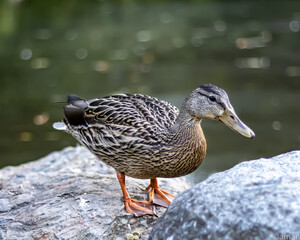 female mallard duck