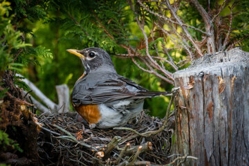 robin in the nest